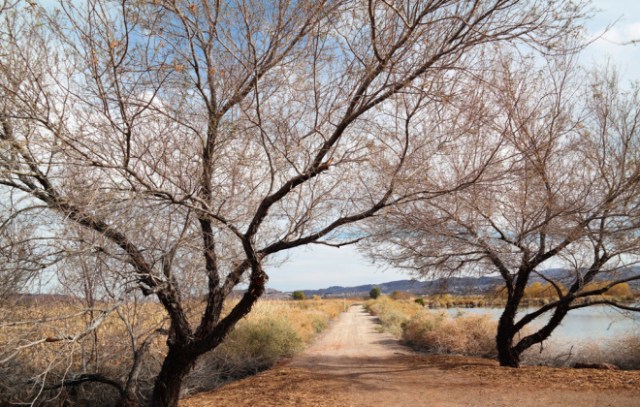 The Henderson, NV Bird Viewing Preserve 